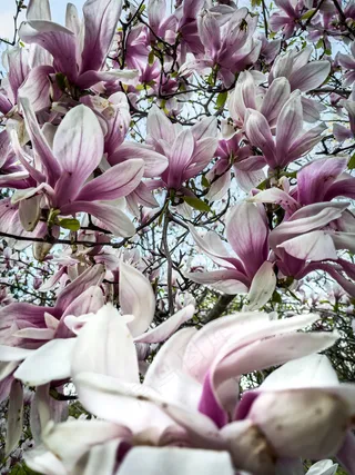 户外玉兰花花朵