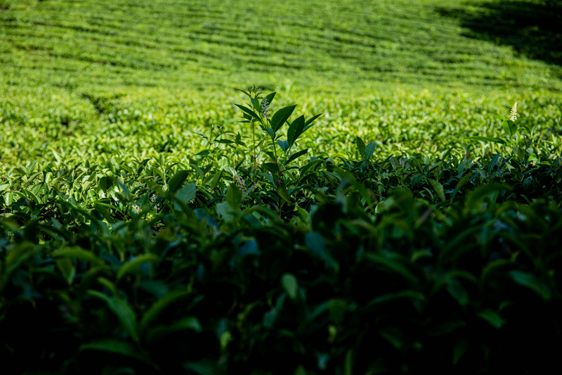 户外茶叶茶园