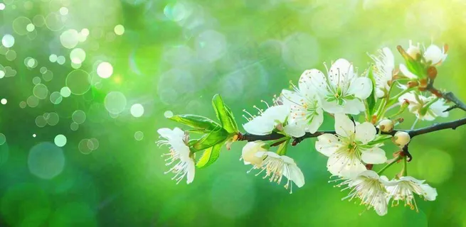 春天白花李花立春春分惊蛰绿色摄影图 春天白花李花立春春分惊蛰绿色摄影图