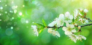 春天白花李花立春春分惊蛰绿色摄影图