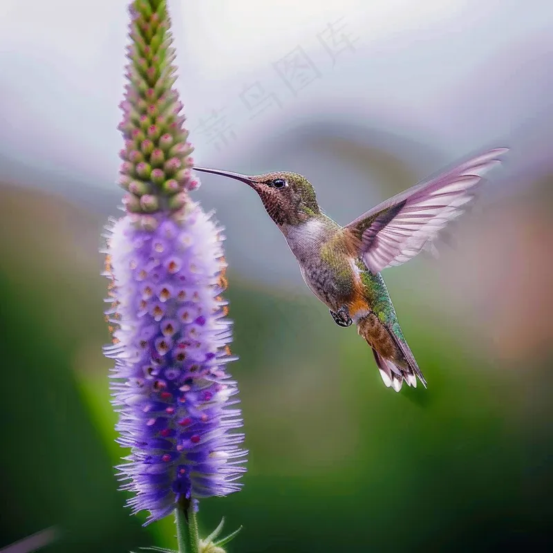 蜂鸟世界上最小的鸟摄影图(3072x3072)