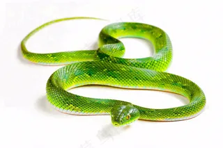 蛇在白色背景爬行动物摄影图