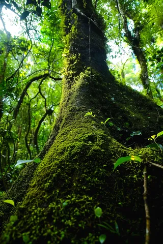 森林深处山林摄影图