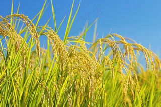 水稻农田种植粮食稻穗摄影图