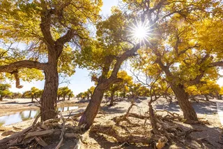 胡杨林图片