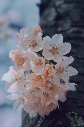 春日樱花花朵摄影图