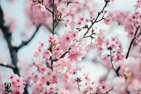 春日樱花花朵摄影图