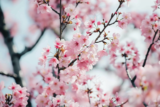 春日樱花花朵摄影图