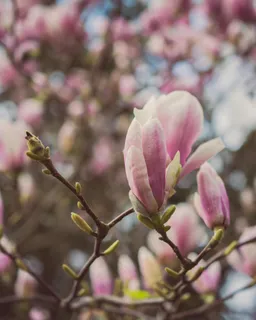 户外玉兰花花朵 户外玉兰花花朵