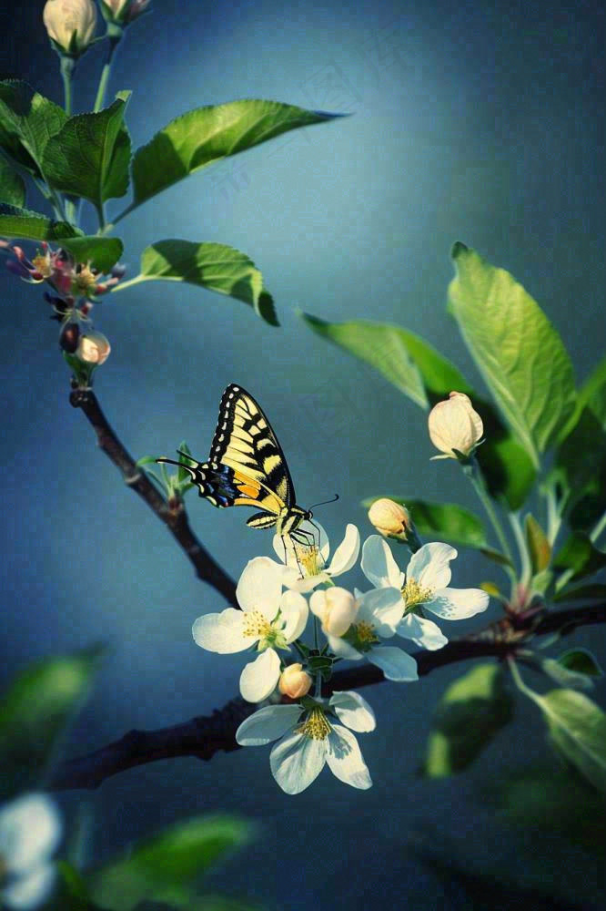 白花树枝上的蝴蝶春天万物生长立春惊蛰春分寒露摄影图(896x1344)