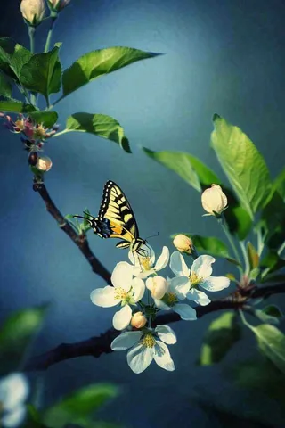 白花树枝上的蝴蝶春天万物生长立春惊蛰春分寒露摄影图