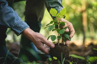 植树树苗保护环境摄影图