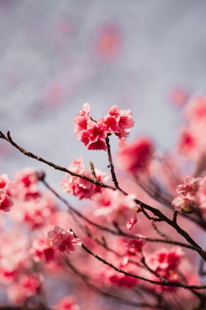 鲜艳的红色梅花