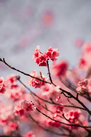 鲜艳的红色梅花