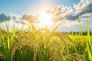 水稻稻穗农田种植生长摄影图