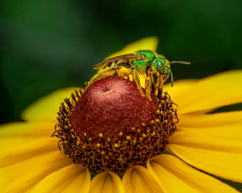 金属绿蜂采蜜图