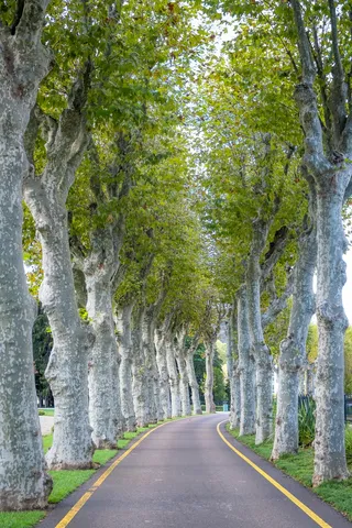 两排枫树沥青小路3