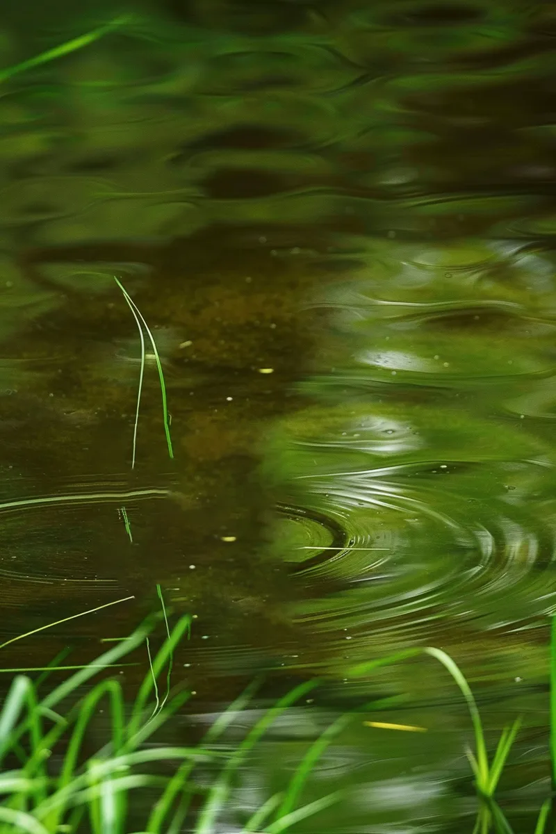 梅雨时节池塘河流小溪水洼地摄影图(2688x4032)