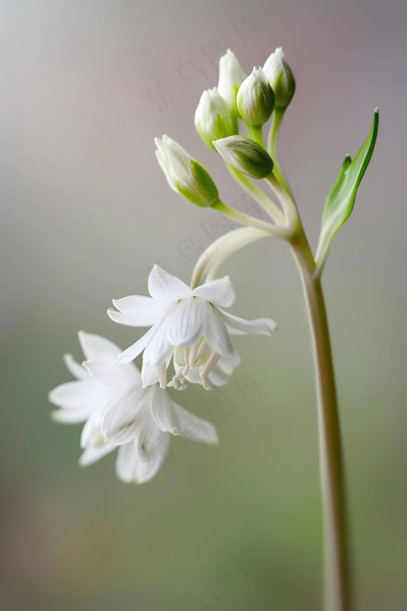 白花花朵鲜花绿叶花束摄影图(2688x4032)