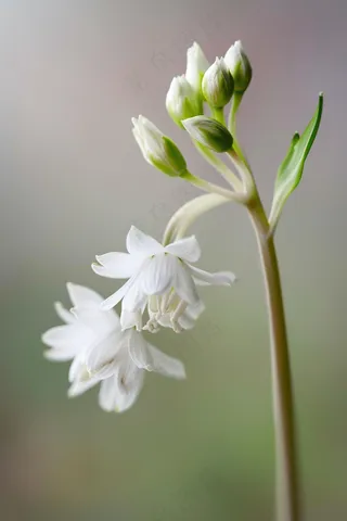 白花花朵鲜花绿叶花束摄影图