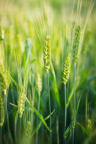 绿色小麦麦穗农田种植小满芒种摄影图