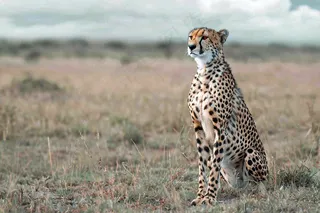 草原上的猎豹国家保护动物非洲摄影图