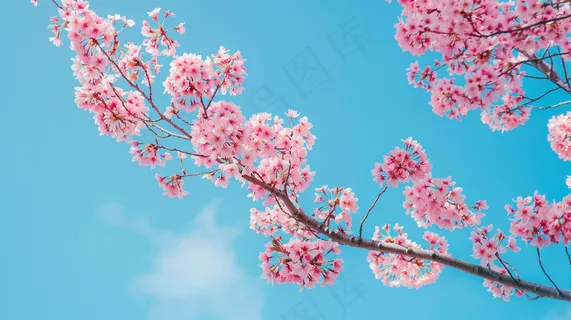 春日樱花花朵摄影图