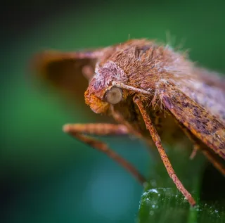 微距下的棕色蛾虫细节展示