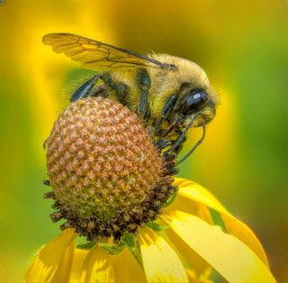阳光下的勤劳者——黄黑相间采蜜忙
