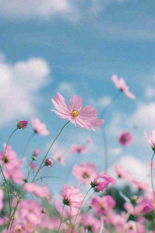 春夏粉色花朵自然清晰大自然风景花丛摄影图