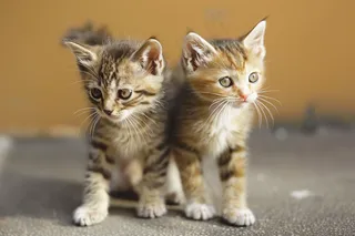 猫咪宠物猫可爱动物摄影图