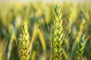 小麦绿色麦穗小米那芒种粮食摄影图