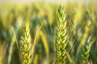 小麦绿色麦穗小米那芒种粮食摄影图