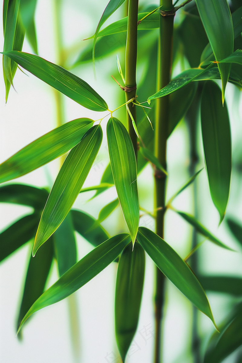 春夏竹林绿色清凉摄影图