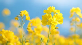 金色油菜花花朵