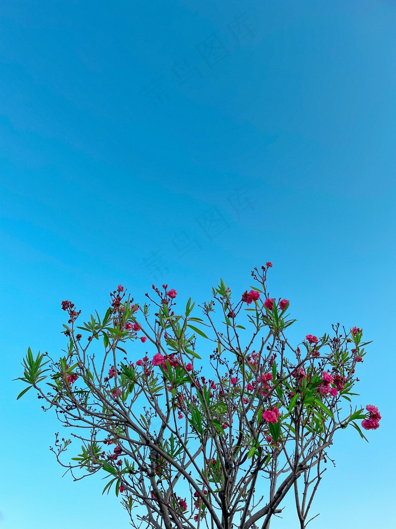 蓝天树枝粉红色的花
