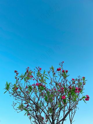 蓝天树枝粉红色的花