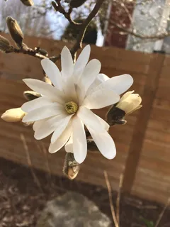 户外玉兰花花朵 户外玉兰花花朵