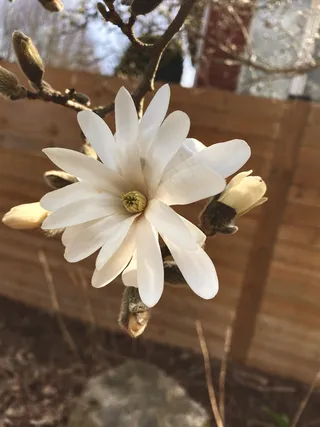 户外玉兰花花朵