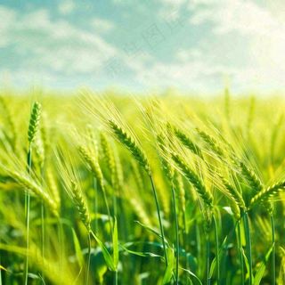 绿色小麦田麦穗粮食生长小满芒种摄影图