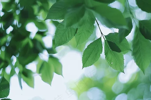 夏日树枝绿叶阳光摄影图