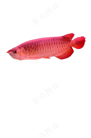 红色金龙鱼 免抠