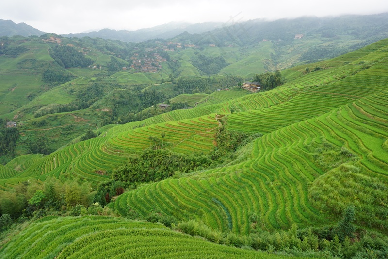 绿色梯田种植