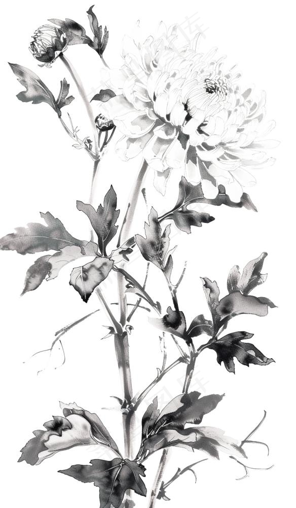 菊花水墨画中国风手绘清明重阳插画免抠(832x1424)