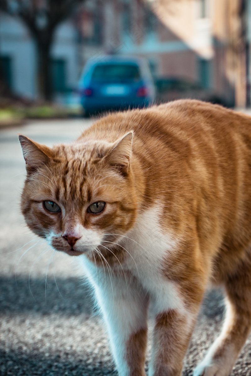 猫咪小猫动物