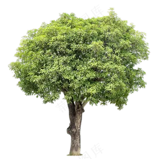 免抠常绿树木
