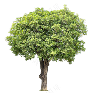 免抠常绿树木