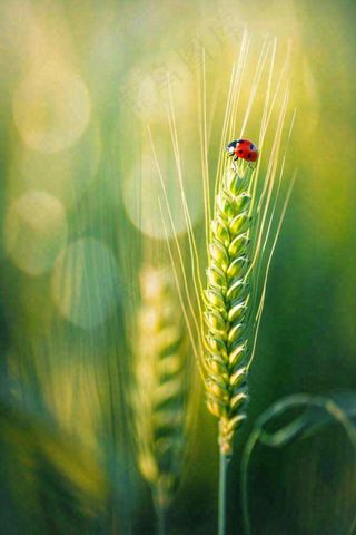 绿色小麦麦穗上的瓢虫昆虫小满芒种摄影图