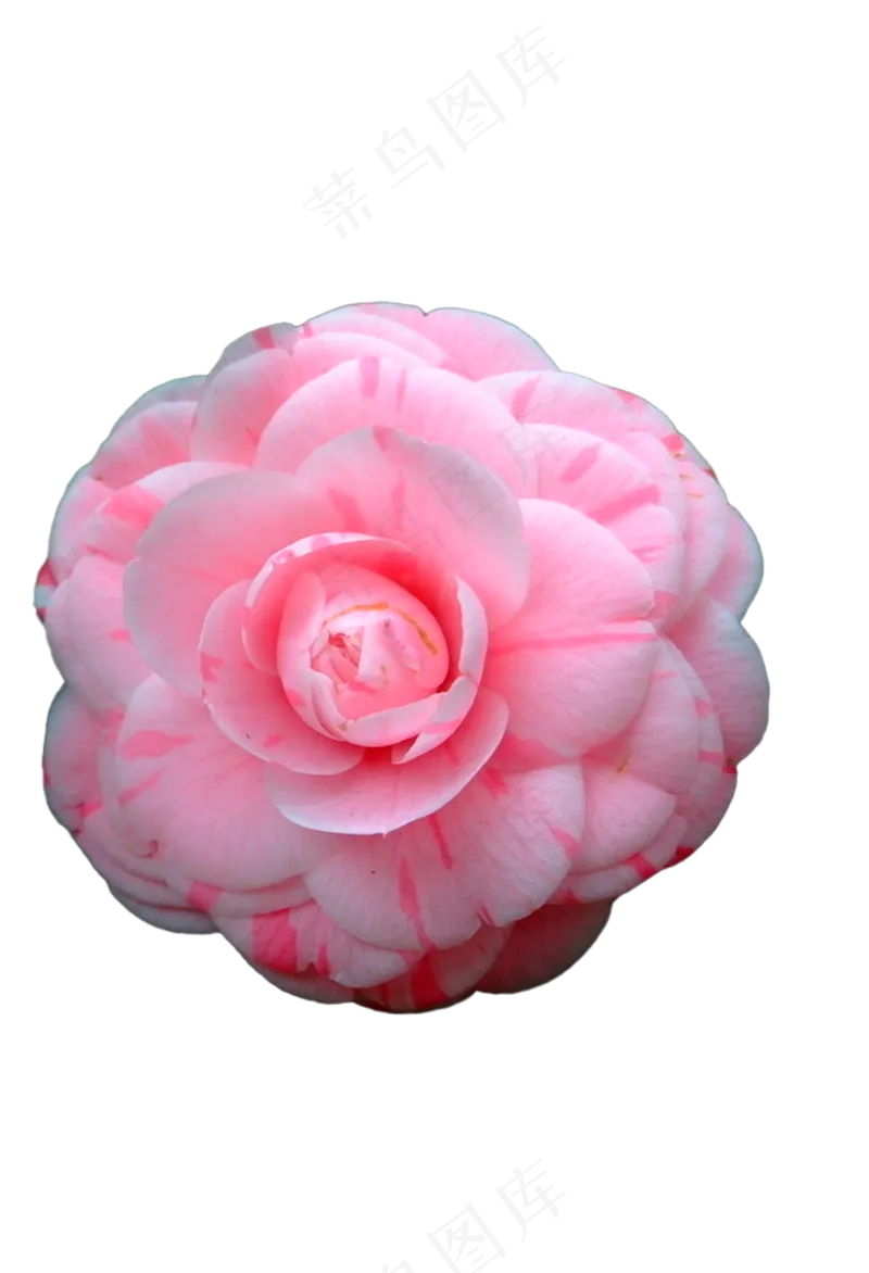 粉色大山茶花 免抠