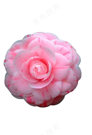 粉色大山茶花 免抠